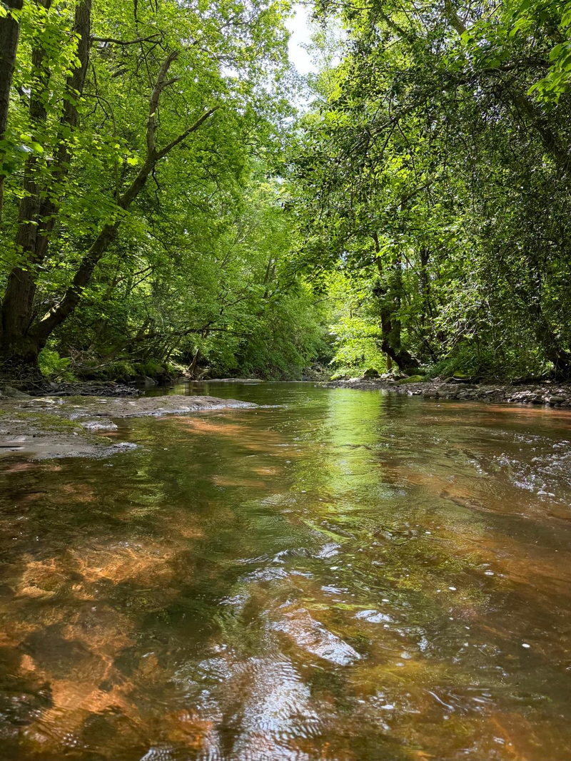 The Grwyne Fawr running clear and shallow over red sandstone, beneath a closed canopy of summer trees.