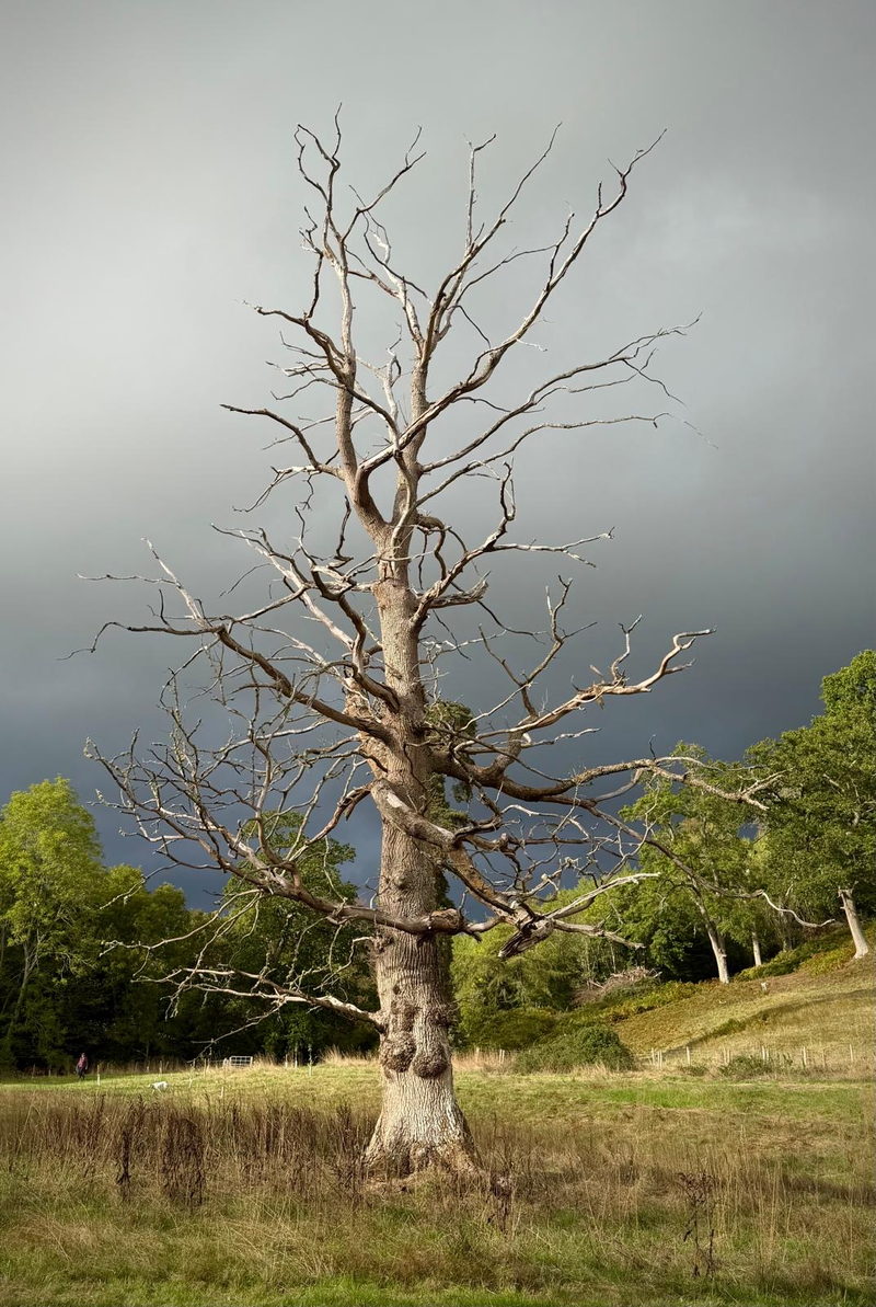 A large dead oak standing alone in rough pasture, its bare pale branches spread against a dark storm sky.